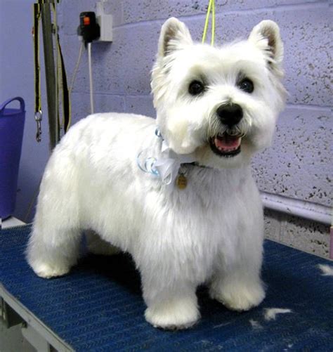 Westie Haircut Pictures | Westies | Pinterest | Westies, Dog haircuts ...