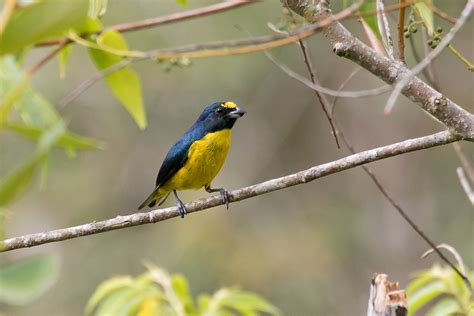 Green-chinned Euphonia (Euphonia chalybea) - male | PETAR - … | Flickr