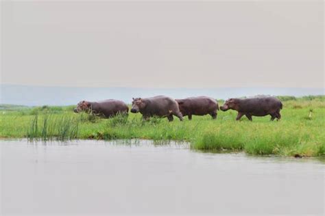 440+ Hippos In The Nile River Stock Photos, Pictures & Royalty-Free ...