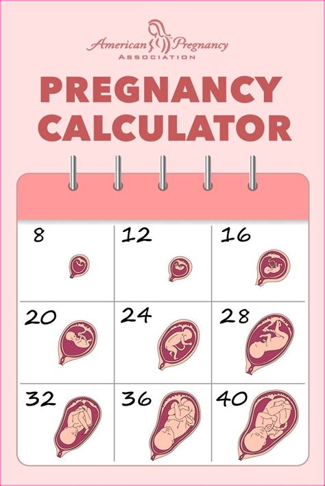 Pregnancy Calendar Week 6 | Calendar Printables Free Templates