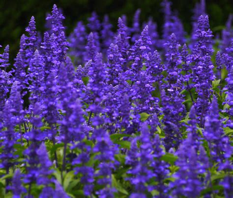 Blue Sage Salvia Farinacea Seeds