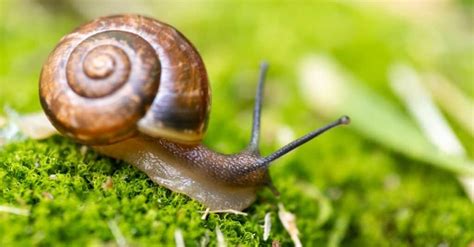 Snail Eyes: Everything You Need to Know - A-Z Animals