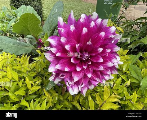 Pink dahlia Raja Seat Garden Madikeri Stock Photo - Alamy