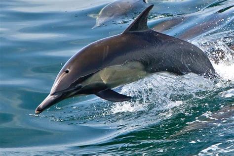 Marine Animals - Channel Islands National Park (U.S. National Park Service)