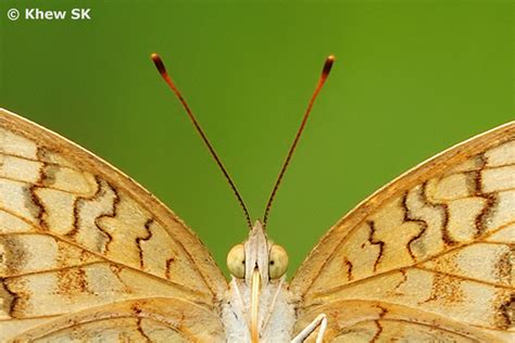 Butterflies of Singapore: The Butterfly Antennae