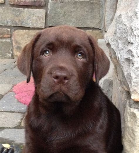 Murphy - English Chocolate Lab | Labrador puppy, Brown labrador ...