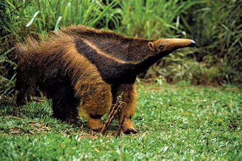 Anteater | Diet, Habitat & Adaptations | Britannica