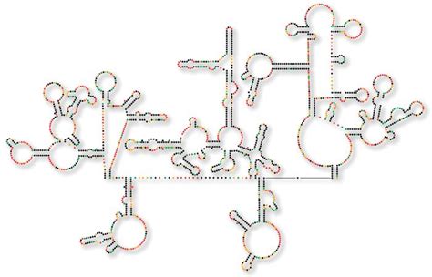 HIV-1 genome | genetics | Britannica