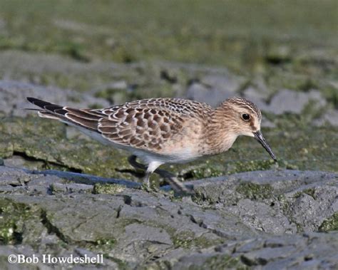 Baird's Sandpiper | State of Tennessee, Wildlife Resources Agency