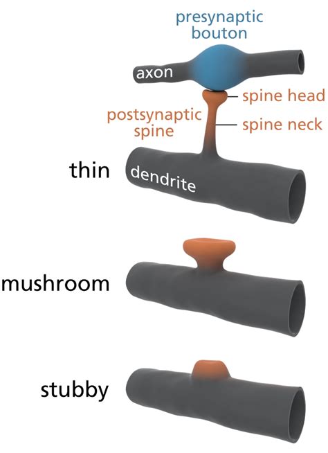 Dendritic Spines, Memory, and Brain Preservation – The Brain ...