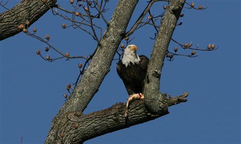 bald eagle diet - Jenice Lanese