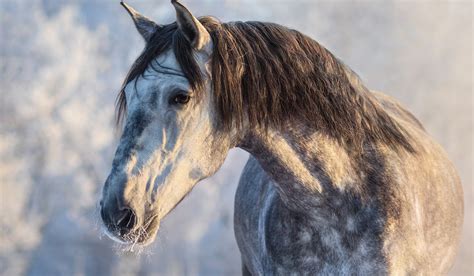 15 Facts About the Andalusian Horse - Helpful Horse Hints