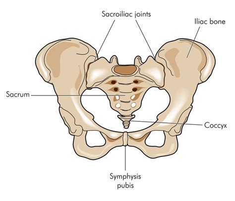 Sacral Canal Contents