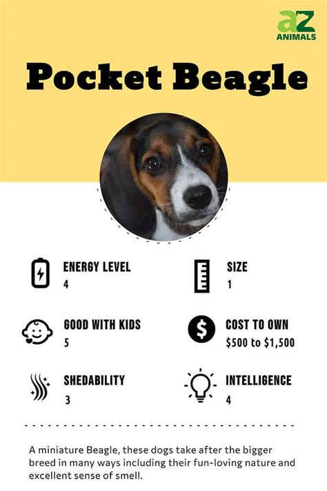 Pocket Beagle - A-Z Animals