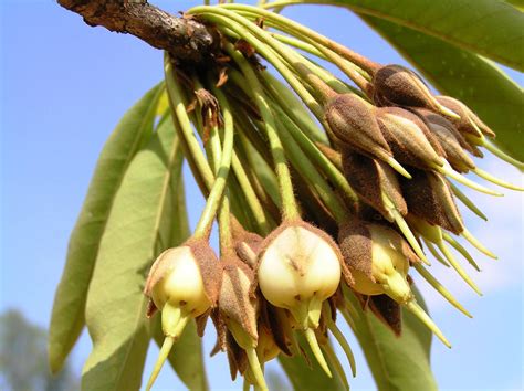 Mahua (Madhuca indica) details and medicinal uses - Taj Generics ...