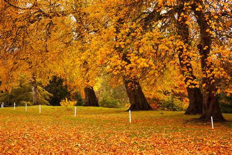 Autumn In Park Free Stock Photo - Public Domain Pictures