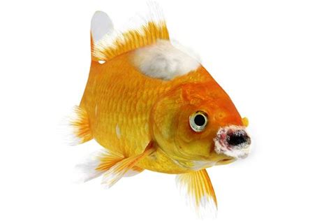 Analysis of Saprolegniasis in Koi Fish | Fish, Koi fish, Fish pet