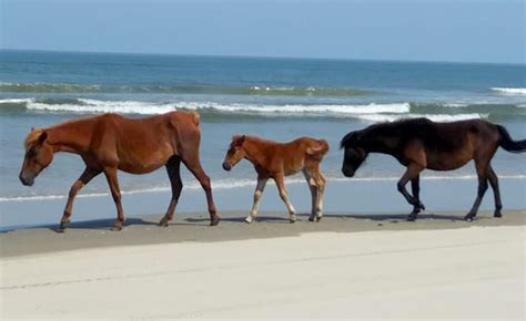 Nature Up Close: Wild Horses of the Outer Banks | Corolla Wild Horses ...