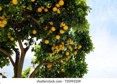 Grapefruit Tree Stock Photos and Pictures - 19,529 Images | Shutterstock