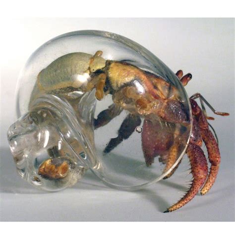 Large Clear Glass Hermit Crab Shell | dugrenier