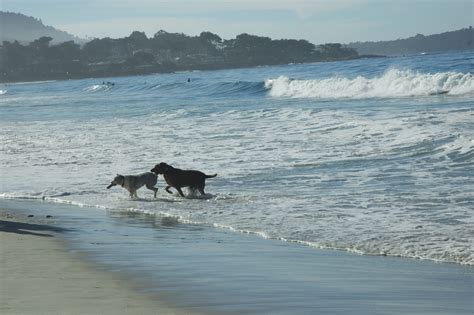 Best Dog Friendly Beaches in Southern California [Now with MAP]