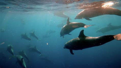 Diving The Galapagos Can Be Very Challenging - For Scuba Divers