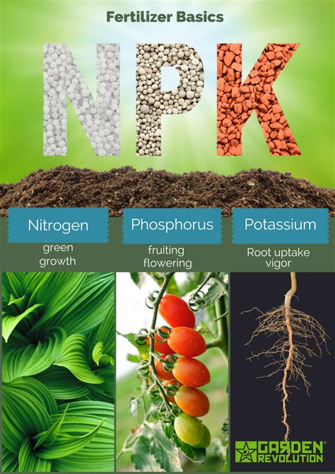 Phosphorus For Plants - Plants BA