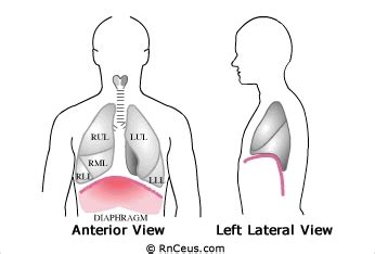 Diaphragm Breathing Animation