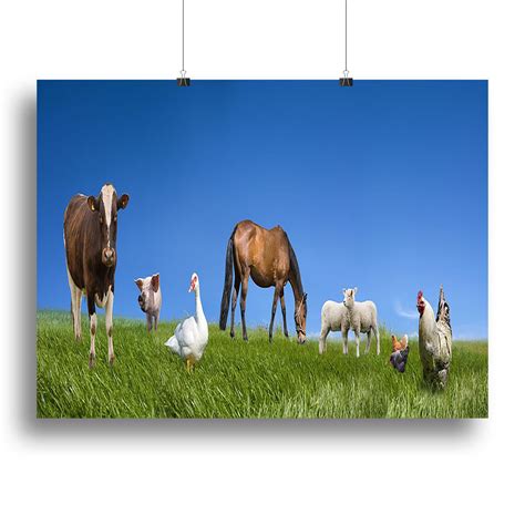 Farm animals collection Canvas Print or Poster | Canvas Art Rocks