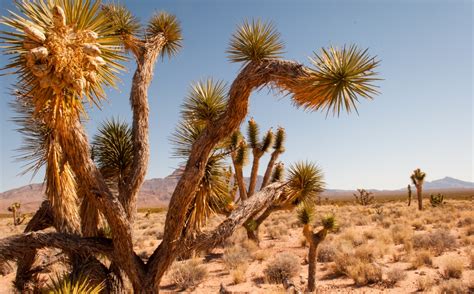 Nevada | Bureau of Land Management