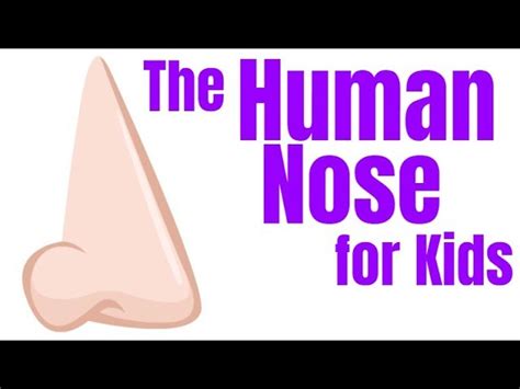 Parts Of The Nose And Their Functions For Kids