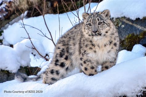 Snow leopard cubs to get new home at Northumberland zoo ...