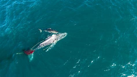 Sperm Whale Vs Great White Shark