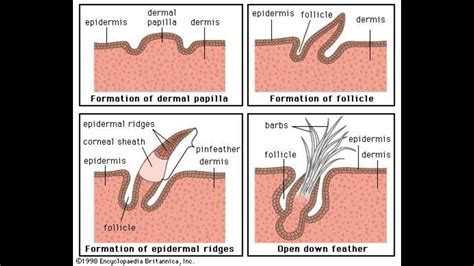 What are Dermal Papillae - YouTube