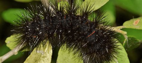 Black Spiky Caterpillars: Should You Be Worried? | ABC Blog