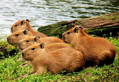 Capybara Habitat: Where Do These Giant Rodents Live?