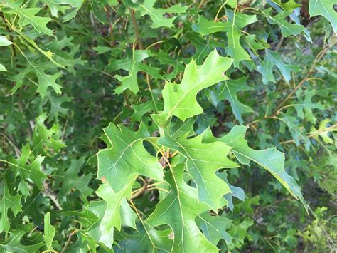 Texas Red Oak Leaves