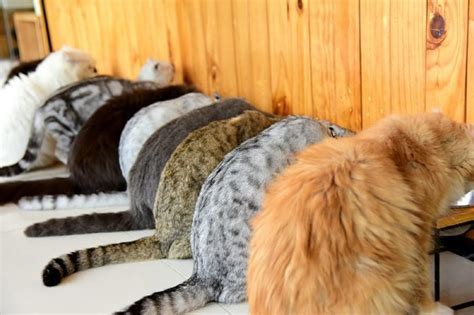 These Are the 11 Rarest Cat Colors and Patterns