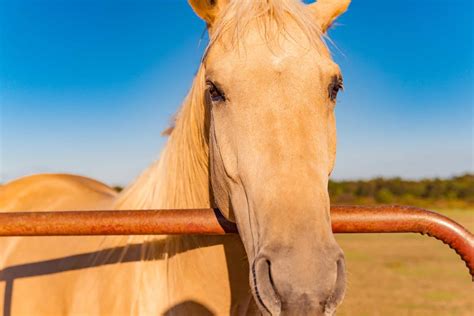 Palomino Horses: History, Fun Facts, Photos and Care - Seriously Equestrian