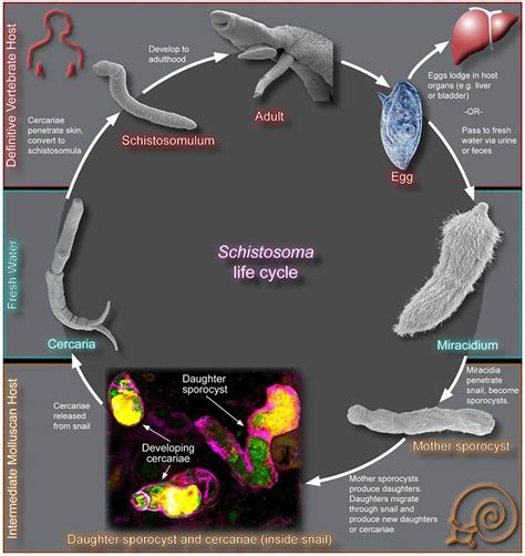 Schistosoma life cycle http://www.plospathogens.org/article/fetchObject ...