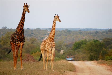 Top Routes To Drive In The Kruger National Park