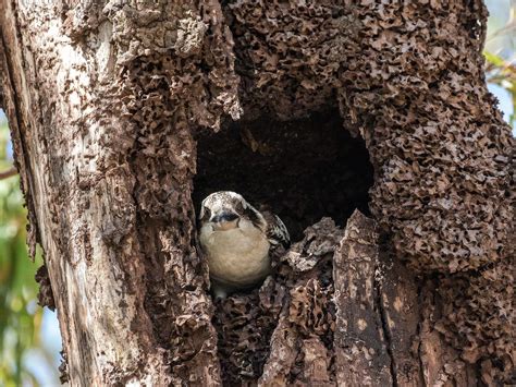 Kookaburra Nesting: A Complete Guide | Birdfact