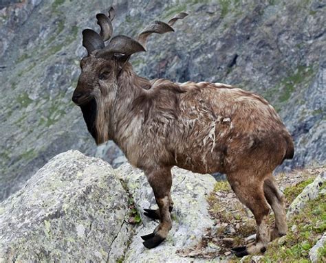 Markhor - Facts, Size, Diet, Pictures - All Animal Facts