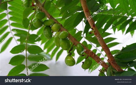 Belimbing Sayur Belimbing Wuluh Averrhoa Bilimbi Stock Photo 2036402549 ...