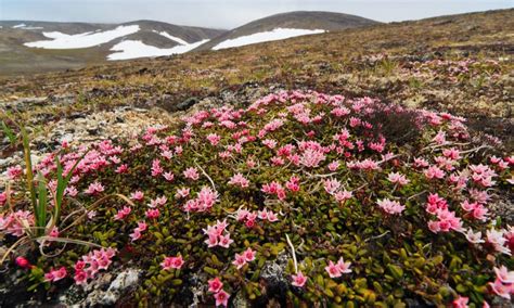 16+ Tundra Plant Species | SuzannahHalszka