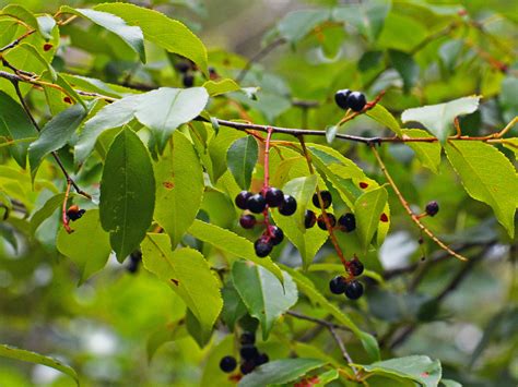 Out My Backdoor: Benefits of Black Cherry Trees | Department Of Natural ...