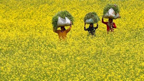 SC orders status quo on approval to GM mustard | Latest News India ...