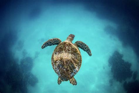 How to Get Amazing Underwater Turtle Photos | Oceanity