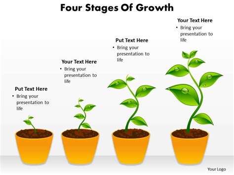 Stages Of Plant Growth Diagram