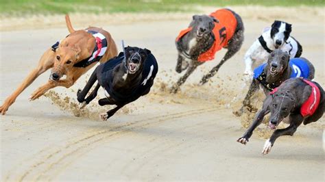 Greyhound News | Results & Racecards - Sporting Life